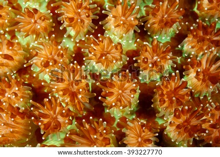 A closeup of hard corals showing the coral polyps. Uepi, Solomon Islands. 