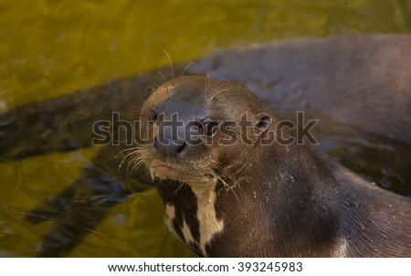 Giant otter lying on the shallow part and having a rest.