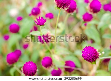 Globe Amaranth or Bachelor Button flower in the garden