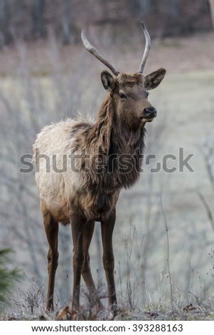 Spike Elk