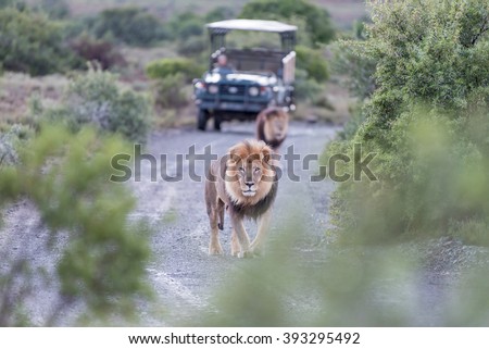 Two male lions in a typical scene on a game drive in a game park in South Africa Royalty-Free Stock Photo #393295492