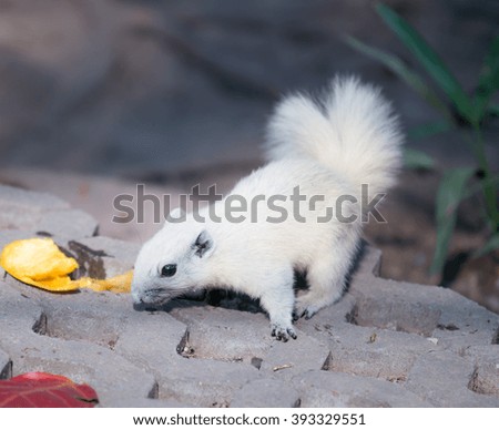 a Squirrel is eating mango on ground