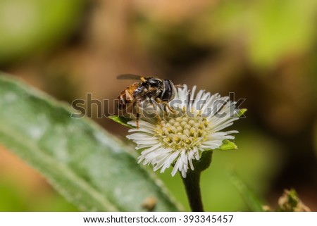 Honey Bees Pollinating Clover,macro view
