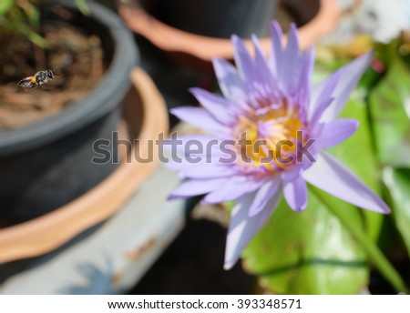 macro shot of bee flying to lotus flower, focusing on bee with blurred background