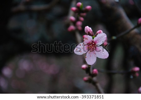 The beautiful blooming peach flowers in spring season

