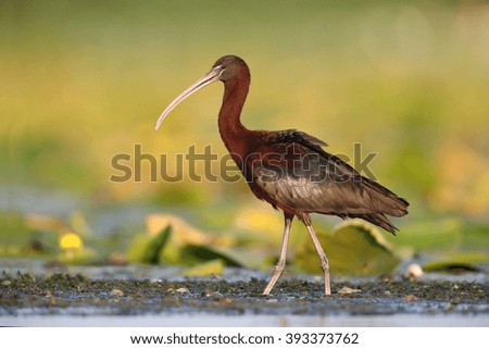 Glossy ibis ( Plegadis falcinellus ) in natural habitat Royalty-Free Stock Photo #393373762