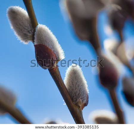 
macro picture of willow twigs and buds with dew drops of water