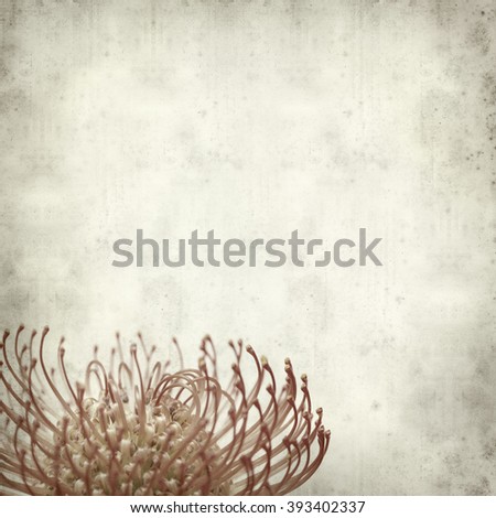 textured old paper background with exotic protea flower