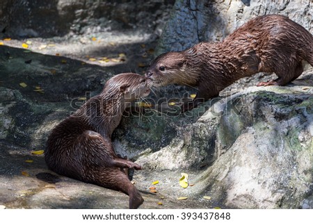 otter in a zoo
