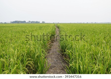 road and pathway summer vintage nature background