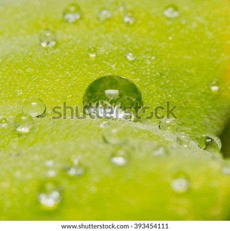 Water droplets on leaves
