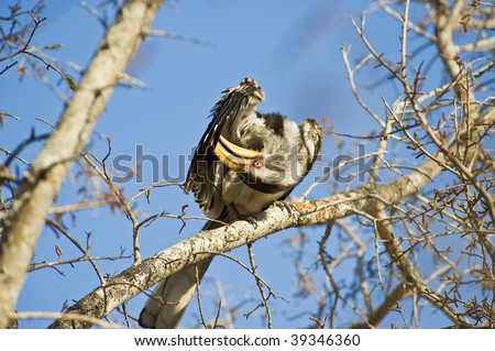 Southern Yellow-billed Hornbill sitting on a branch, grooming its wing.