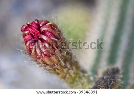detail of a cactus with shallow dof