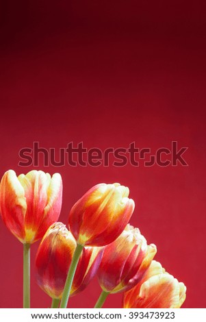 tulips on red background vertical postcard