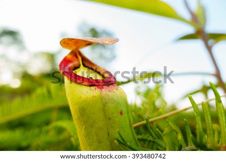 Tropical pitcher plant or monkey cup:Close up,select focus with shallow depth of field.