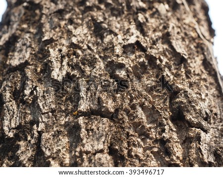 closeup tree bark texture background