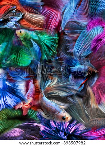 abstract background colorful fighting fish