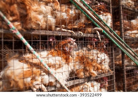 Chickens in a cage. Birds in a cage. Bird's farm. Animals abuse. Transportation of birds. Transportation of chickens. Royalty-Free Stock Photo #393522499