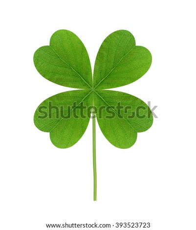 Leaf of clover isolated on white background