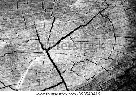 Texture of old tree stump wood background with black and white colors, top view.