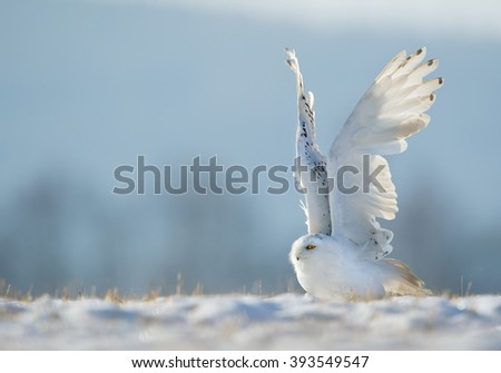 Snowy owl taking off from snowy plain, with clean blue background, Czech Republic, Europe