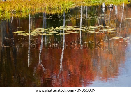 Colorful fall autumn leaf detail reflection
