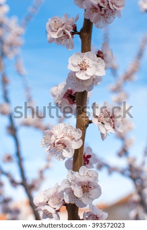 Cherry blossom flowers on a tree branch outdoors
