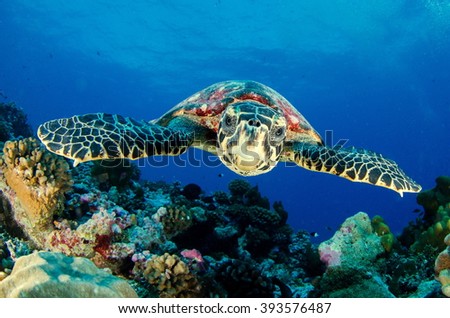Hawksbill Sea Turtle Royalty-Free Stock Photo #393576487