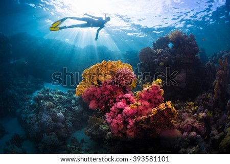 Free diver swimming underwater over vivid coral reef. Red Sea, Egypt Royalty-Free Stock Photo #393581101