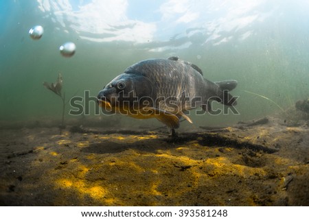 Underwater shot of the fish (Carp of the family of Cyprinidae) in a pond near the bottom Royalty-Free Stock Photo #393581248