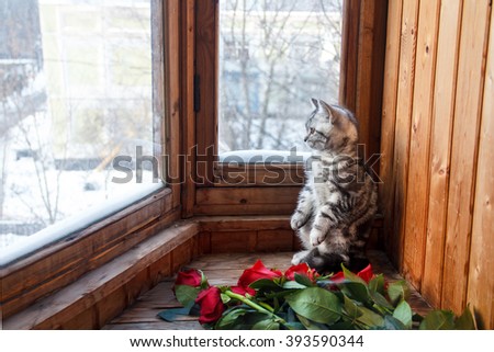 Gray kitten looking out the window. Red roses. Winter.
