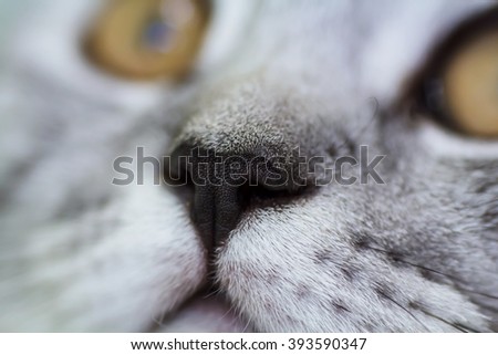 Macro photo of a kitten. British kitten.