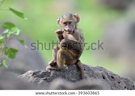 cute baby baboon in african natural park
