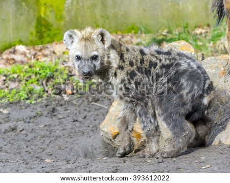 Young spotted hyena (Crocuta crocuta)  