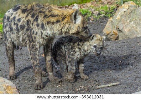 Young and older spotted hyenas (Crocuta crocuta)  