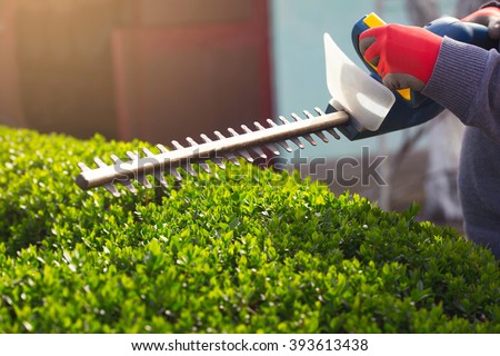 Cutting a hedge with electrical hedge trimmer. Selective focus Royalty-Free Stock Photo #393613438