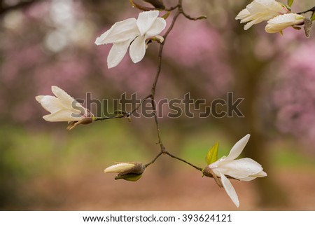 Close up of White Magnolia Branch in Spring at US National Arboretum in Washington, DC.