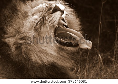 A big male lion yawns and shows off his large teeth. South AFrica
