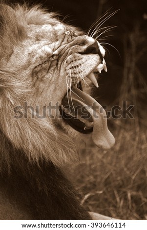 A big male lion yawns in Africa. He was hunting.