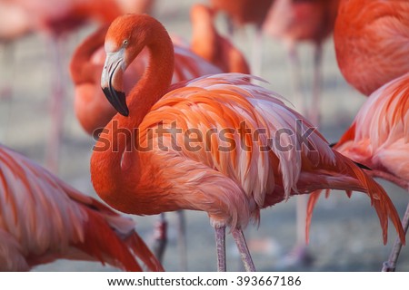 Flock of Pink Caribbean flamingos in water Royalty-Free Stock Photo #393667186