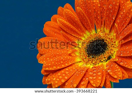 The orange gerbera with the yellow corolla and the raindrops in close-up on the blue background