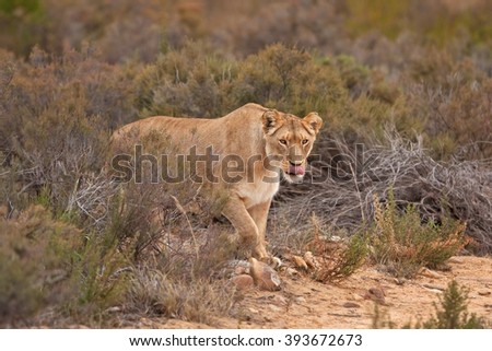 lion, Panthera leo