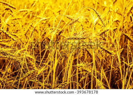 background of ripening ears of yellow wheat field background. Copy space of the setting sun rays on horizon in rural meadow. Close up nature photo Idea of a rich harvest