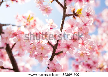Sakura. Cherry Blossom in Springtime. Beautiful Pink Flowers - Soft focus Royalty-Free Stock Photo #393691909
