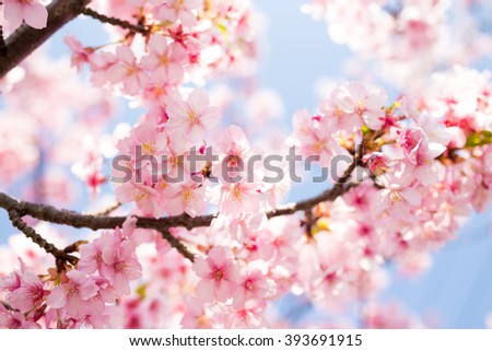 Sakura. Cherry Blossom in Springtime. Beautiful Pink Flowers - Soft focus Royalty-Free Stock Photo #393691915