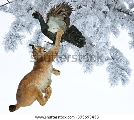 Forest cat lynx attacks the bird capercaillie.Hunting scene in woods.The fight for life.