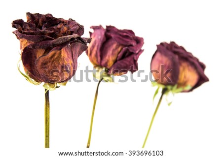 faded rose isolated on white background / dried rose flower with dried leafs isolated / Dried red rose on white background / seamless pattern close-up texture roses