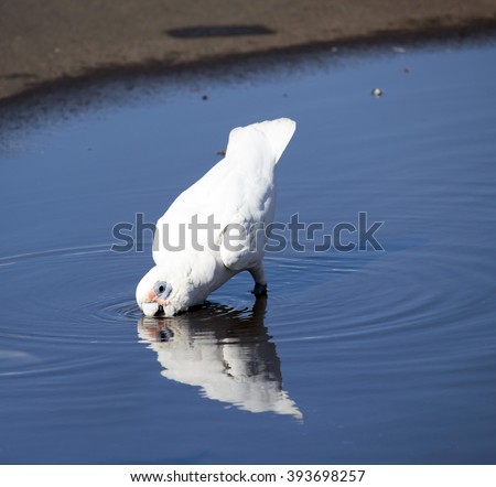A cheeky white Australian corella Licmetis  subgenus of the white cockatoos (genus Cacatua) having a drink  from a roadside puddle on a fine sunny  early autumn afternoon.