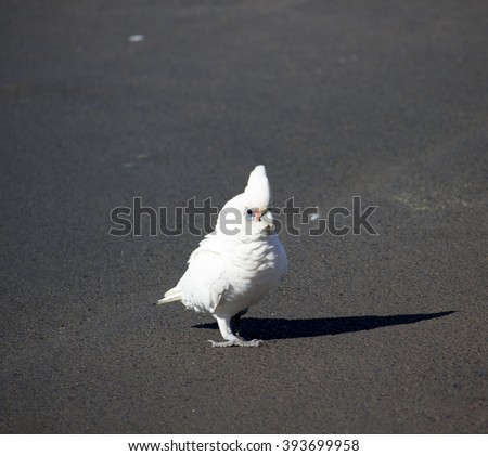 A cheeky white Australian corella Licmetis  subgenus of the white cockatoos (genus Cacatua) stands on the pavement  after  having a drink  from a roadside puddle on a  sunny  early autumn afternoon.