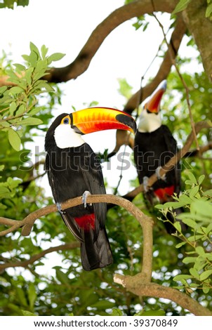 toco toucan rest on tree